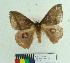  ( - MHNC-ELH-BAR 0116)  @12 [ ] CreativeCommons - Attribution Non-Commercial (2012) Arturo Munos Saravia Museo de Historia Natural Alcide d'Orbigny