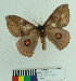  ( - MHNC-ELH-BAR 0118)  @12 [ ] CreativeCommons - Attribution Non-Commercial (2012) Arturo Munos Saravia Museo de Historia Natural Alcide d'Orbigny