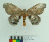  ( - MHNC-ELH-BAR 0124)  @13 [ ] CreativeCommons - Attribution Non-Commercial (2012) Arturo Munos Saravia Museo de Historia Natural Alcide d'Orbigny