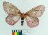  (Cerodirphia brunnea - MHNC-ELH-BAR 0150)  @12 [ ] CreativeCommons - Attribution Non-Commercial (2012) Arturo Munos Saravia Museo de Historia Natural Alcide d'Orbigny