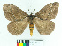 ( - MHNC-ELH-BAR 0177)  @11 [ ] CreativeCommons - Attribution Non-Commercial (2012) Arturo Munos Saravia Museo de Historia Natural Alcide d'Orbigny