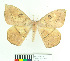  ( - MHNC-ELH-BAR 0184)  @14 [ ] CreativeCommons - Attribution Non-Commercial (2012) Arturo Munos Saravia Museo de Historia Natural Alcide d'Orbigny