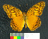  (Euptoieta hegesia meridiania - MHNC-ELR-BAR 00065)  @11 [ ] CreativeCommons - Attribution Non-Commercial (2012) Museo de Historia Natural Alcide d'Orbigny Museo de Historia Natural Alcide d'Orbigny