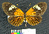  (Heliconius erato luscombei - MHNC-ELR-BAR 00070)  @11 [ ] CreativeCommons - Attribution Non-Commercial (2012) Museo de Historia Natural Alcide d'Orbigny Museo de Historia Natural Alcide d'Orbigny