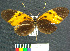  (Heliconius numata aristiona - MHNC-ELR-BAR 00083)  @11 [ ] CreativeCommons - Attribution Non-Commercial (2012) Museo de Historia Natural Alcide d'Orbigny Museo de Historia Natural Alcide d'Orbigny