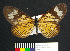  (Actinote sp. 3 - MHNC-ELR-BAR 00088)  @11 [ ] CreativeCommons - Attribution Non-Commercial (2012) Museo de Historia Natural Alcide d'Orbigny Museo de Historia Natural Alcide d'Orbigny