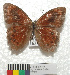  ( - MHNC-ELR-BAR 0100)  @11 [ ] CreativeCommons - Attribution Non-Commercial (2013) Arturo Munos Saravia Museo de Historia Natural Alcide d'Orbigny