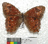  (Lasiophila orbifera - MHNC-ELR-BAR 0101)  @11 [ ] CreativeCommons - Attribution Non-Commercial (2013) Arturo Munos Saravia Museo de Historia Natural Alcide d'Orbigny