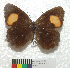  (Pedaliodes physcoa - MHNC-ELR-BAR 0105)  @11 [ ] CreativeCommons - Attribution Non-Commercial (2013) Arturo Munos Saravia Museo de Historia Natural Alcide d'Orbigny