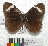  ( - MHNC-ELR-BAR 0106)  @11 [ ] CreativeCommons - Attribution Non-Commercial (2013) Arturo Munos Saravia Museo de Historia Natural Alcide d'Orbigny
