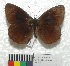  (Pedaliodes pheres - MHNC-ELR-BAR 0109)  @11 [ ] CreativeCommons - Attribution Non-Commercial (2013) Arturo Munos Saravia Museo de Historia Natural Alcide d'Orbigny