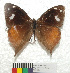  ( - MHNC-ELR-BAR 0115)  @11 [ ] CreativeCommons - Attribution Non-Commercial (2013) Arturo Munos Saravia Museo de Historia Natural Alcide d'Orbigny