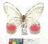  (Cithaerias pireta tambopata - MHNC-ELR-BAR 0130)  @11 [ ] CreativeCommons - Attribution Non-Commercial (2013) Arturo Munos Saravia Museo de Historia Natural Alcide d'Orbigny