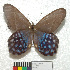  ( - MHNC-ELR-BAR 0135)  @11 [ ] CreativeCommons - Attribution Non-Commercial (2013) Arturo Munos Saravia Museo de Historia Natural Alcide d'Orbigny