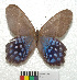  ( - MHNC-ELR-BAR 0136)  @11 [ ] CreativeCommons - Attribution Non-Commercial (2013) Arturo Munos Saravia Museo de Historia Natural Alcide d'Orbigny