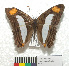  (Adelpha iphicleola leucates - MHNC-ELR-BAR 0140)  @11 [ ] CreativeCommons - Attribution Non-Commercial (2013) Arturo Munos Saravia Museo de Historia Natural Alcide d'Orbigny