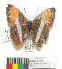  (Adelpha cytherea cytherea - MHNC-ELR-BAR 0141)  @11 [ ] CreativeCommons - Attribution Non-Commercial (2013) Arturo Munos Saravia Museo de Historia Natural Alcide d'Orbigny