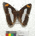  (Adelpha iphiclus iphiclus - MHNC-ELR-BAR 0144)  @13 [ ] CreativeCommons - Attribution Non-Commercial (2013) Arturo Munos Saravia Museo de Historia Natural Alcide d'Orbigny