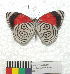  ( - MHNC-ELR-BAR 0180)  @11 [ ] CreativeCommons - Attribution Non-Commercial (2013) Arturo Munos Saravia Museo de Historia Natural Alcide d'Orbigny