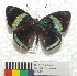  ( - MHNC-ELR-BAR 0181)  @11 [ ] CreativeCommons - Attribution Non-Commercial (2013) Arturo Munos Saravia Museo de Historia Natural Alcide d'Orbigny