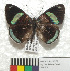  ( - MHNC-ELR-BAR 0182)  @11 [ ] CreativeCommons - Attribution Non-Commercial (2013) Arturo Munos Saravia Museo de Historia Natural Alcide d'Orbigny