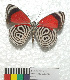  (Diaethria clymena peruviana - MHNC-ELR-BAR 0183)  @11 [ ] CreativeCommons - Attribution Non-Commercial (2013) Arturo Munos Saravia Museo de Historia Natural Alcide d'Orbigny