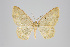  ( - GeoCR 26836)  @14 [ ] Copyright (2013) Gunnar Brehm Institut fuer Spezielle Zoologie und Evolutionsbiologie, Friedrich-Schiller Universität Jena