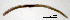  (Enchytronia christenseni - RS2177)  @11 [ ] by-nc-sa (2024) R.M.Schmelz n/a