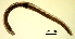  (Marionina argentea - RS2210)  @11 [ ] by-nc-sa (2024) R.M.Schmelz n/a