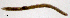  (Marionina clavata - RS2243)  @11 [ ] by-nc-sa (2024) R.M.Schmelz n/a