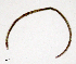  (Marionina filiformis - RS2246)  @11 [ ] by-nc-sa (2024) R.M.Schmelz n/a