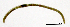  (Marionina vesiculata - RS2262)  @11 [ ] by-nc-sa (2024) R.M.Schmelz n/a