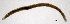  (Enchytronia parva - RS2264)  @11 [ ] by-nc-sa (2024) R.M.Schmelz n/a