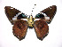  ( - 92-SRNP-5555)  @14 [ ] CreativeCommons - Attribution Non-Commercial Share-Alike (2003) Unspecified Guanacaste Dry Forest Conservation Fund