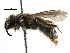  ( - 06712A04-RUS)  @15 [ ] CreativeCommons - Attribution (2016) CBG Photography Group Centre for Biodiversity Genomics
