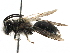  (Andrena RUS01 - 06712A06-RUS)  @15 [ ] CreativeCommons - Attribution (2016) CBG Photography Group Centre for Biodiversity Genomics
