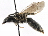  (Andrena sp. aff. subopaca1 - 06712A11-RUS)  @15 [ ] CreativeCommons - Attribution (2016) CBG Photography Group Centre for Biodiversity Genomics