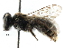  (Andrena sp. aff. wilkella - 06712B05-RUS)  @15 [ ] CreativeCommons - Attribution (2016) CBG Photography Group Centre for Biodiversity Genomics