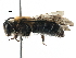  ( - 06712B12-RUS)  @14 [ ] CreativeCommons - Attribution (2016) CBG Photography Group Centre for Biodiversity Genomics