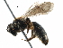  (Andrena afffulvida - 06712C01-RUS)  @11 [ ] CreativeCommons - Attribution (2016) CBG Photography Group Centre for Biodiversity Genomics