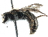  (Andrena sp. aff. Labiata - 06712C06-RUS)  @15 [ ] CreativeCommons - Attribution (2016) CBG Photography Group Centre for Biodiversity Genomics
