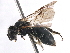  (Andrena RUS02 - 06712C08-RUS)  @14 [ ] CreativeCommons - Attribution (2016) CBG Photography Group Centre for Biodiversity Genomics