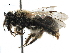  (Andrena sp. aff. kerriae - 06712C11-RUS)  @15 [ ] CreativeCommons - Attribution (2016) CBG Photography Group Centre for Biodiversity Genomics