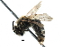 (Andrena sp. aff. kerriae - 06712D08-RUS)  @15 [ ] CreativeCommons - Attribution (2016) CBG Photography Group Centre for Biodiversity Genomics