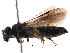  (Andrena sp. aff. tsubukana - 06712E02-RUS)  @14 [ ] CreativeCommons - Attribution (2016) CBG Photography Group Centre for Biodiversity Genomics