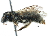  ( - 06712F08-RUS)  @14 [ ] CreativeCommons - Attribution (2016) CBG Photography Group Centre for Biodiversity Genomics