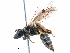  (Andrena sp. aff. lagopus - 06712G02-RUS)  @11 [ ] CreativeCommons - Attribution (2016) CBG Photography Group Centre for Biodiversity Genomics