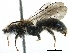  (Andrena sp. aff. labiata - 06712G11-RUS)  @15 [ ] CreativeCommons - Attribution (2016) CBG Photography Group Centre for Biodiversity Genomics