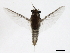  ( - 09NBMAY-0229)  @13 [ ] CreativeCommons - Attribution (2009) Unspecified Centre for Biodiversity Genomics