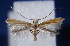  (Epicephala sp. B - AK565)  @14 [ ] CreativeCommons - Attribution Non-Commercial Share-Alike (2015) Atsushi Kawakita Kyoto University